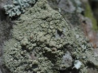 Lecanora conizaeoides