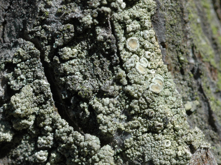 Lecanora conizaeoides