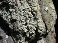 Lecanora conizaeoides