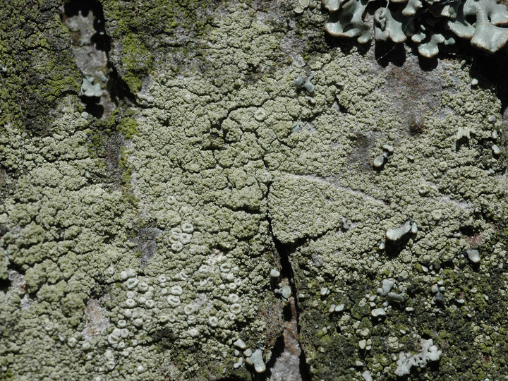 Lecanora conizaeoides