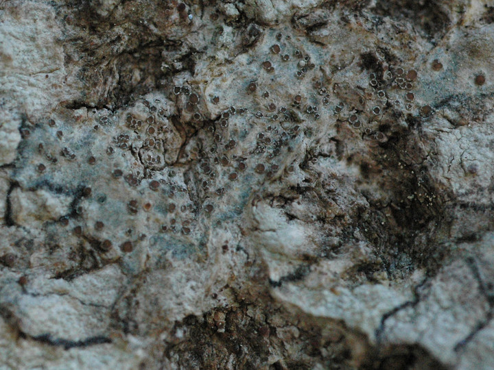 Lecanora sambuci