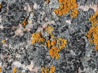 Lecanora helicopis