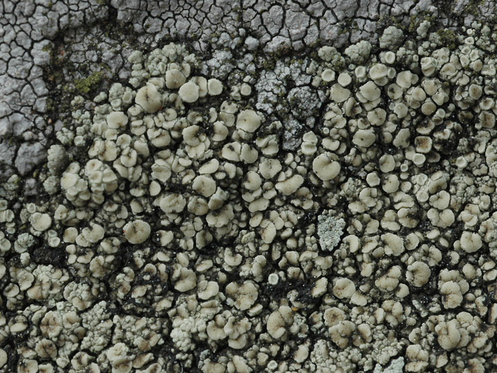 Lecanora polytropa