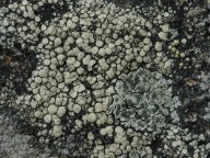 Lecanora polytropa