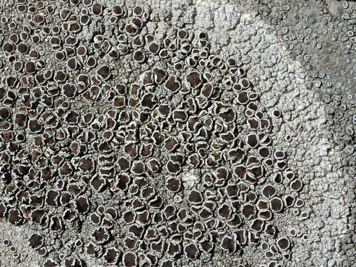 Lecanora campestris