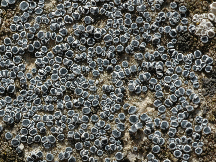 Lecanora crenulata