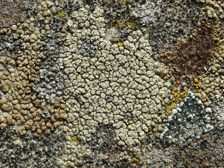 Lecanora polytropa