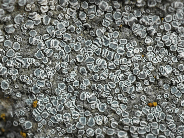 Lecanora crenulata