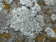 Lecanora albescens