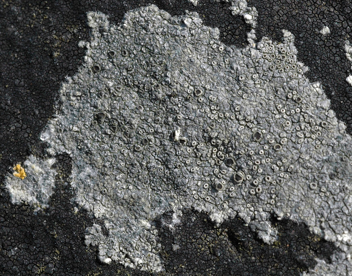 Lecanora helicopis