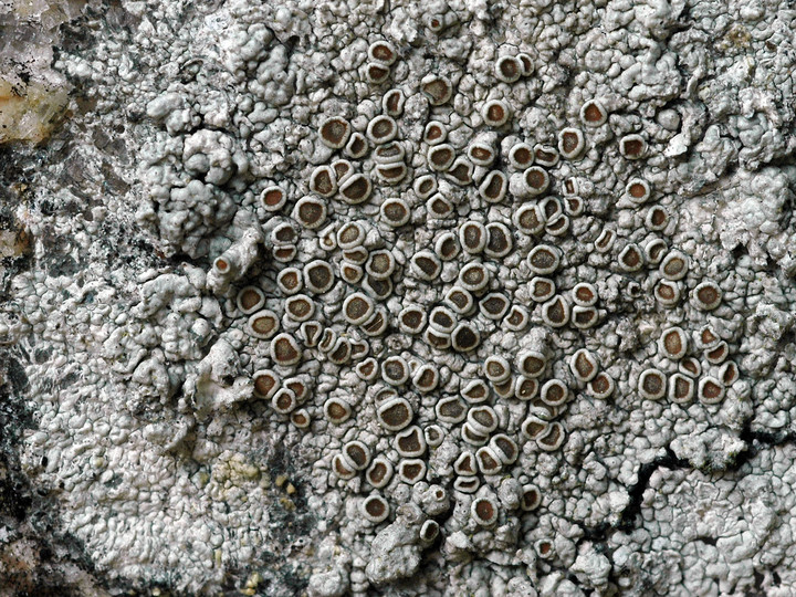 Lecanora campestris