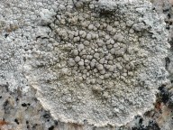 Lecanora subcarnea