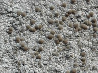 Lecanora rupicola