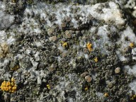 Lecanora salina