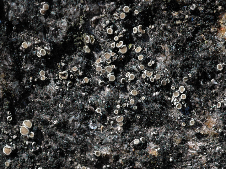 Lecanora salina