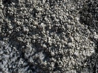 Lecanora actophila