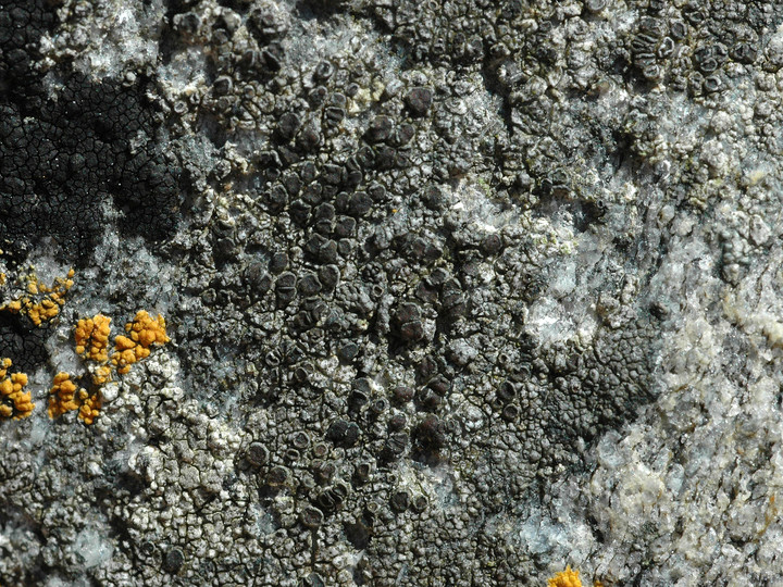 Lecanora helicopis