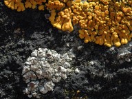 Lecanora salina