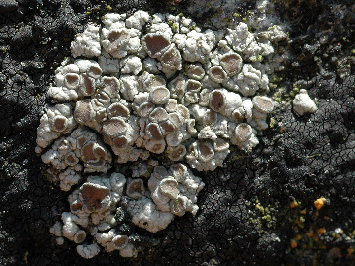 Lecanora salina