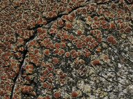 Lecanora saligna