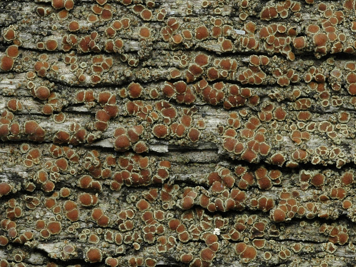 Lecanora saligna