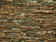 Lecanora saligna