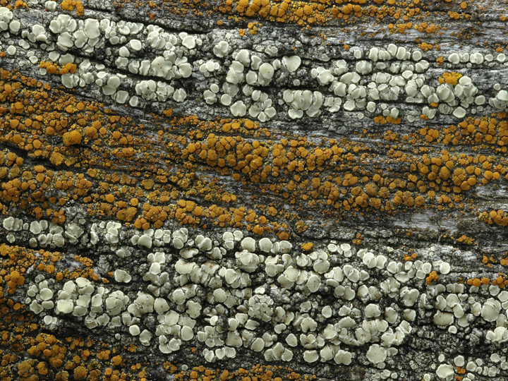 Lecanora polytropa