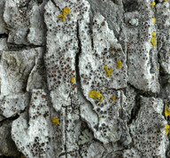 Lecanora hagenii