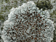 Lecanora campestris