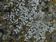 Lecanora dispersa