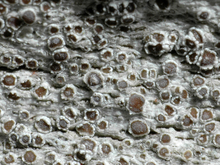 Lecanora hagenii