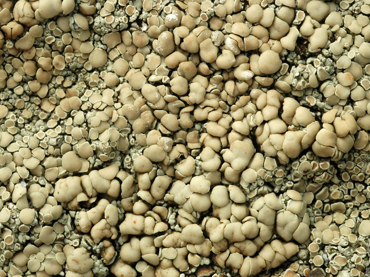 Lecanora polytropa