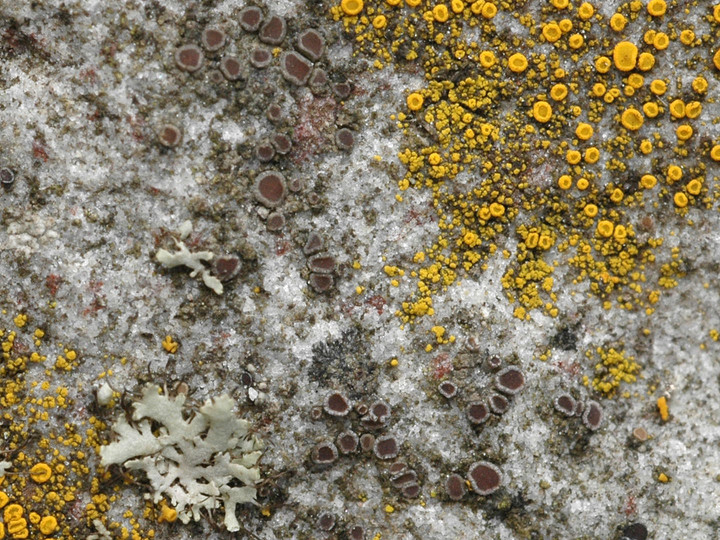 Lecanora umbrina