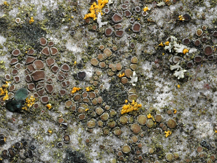 Lecanora umbrina