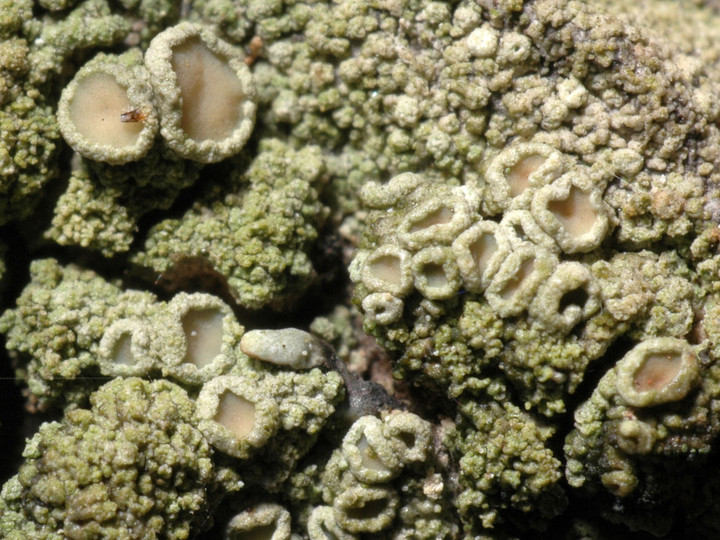 Lecanora conizaeoides