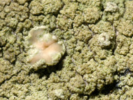 Lecanora conizaeoides