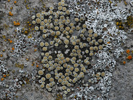 Lecanora dispersa