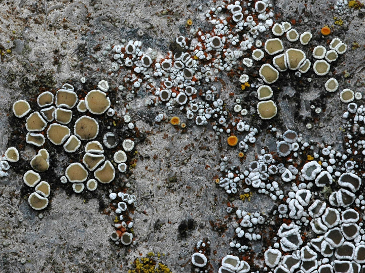 Lecanora dispersa