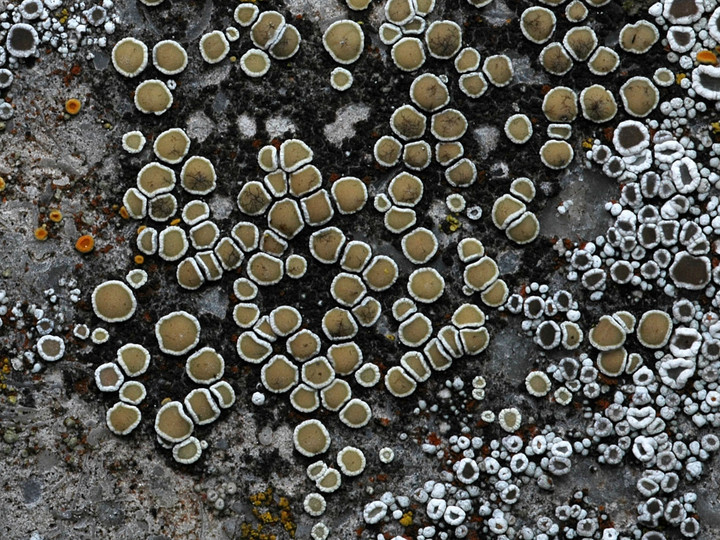 Lecanora dispersa