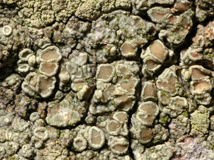 Lecanora conizaeoides