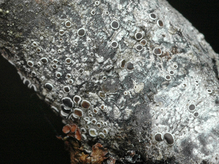 Lecanora circumborealis