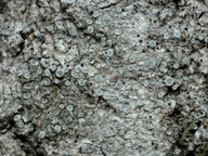 Lecanora populicola