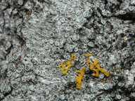 Lecanora populicola