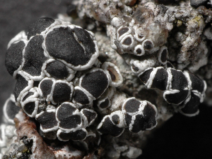 Lecanora circumborealis