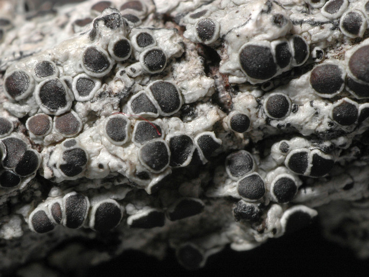 Lecanora circumborealis