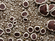 Lecanora campestris