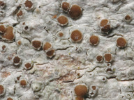 Lecanora hagenii