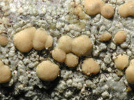 Lecanora symmicta