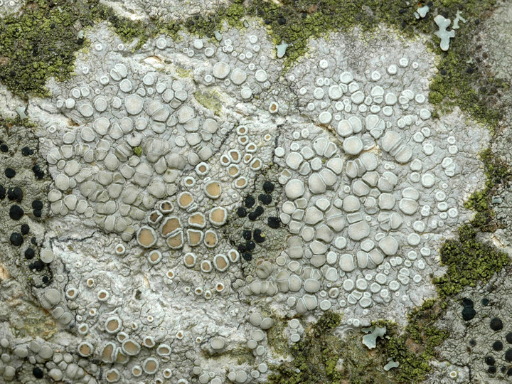 Lecanora carpinea