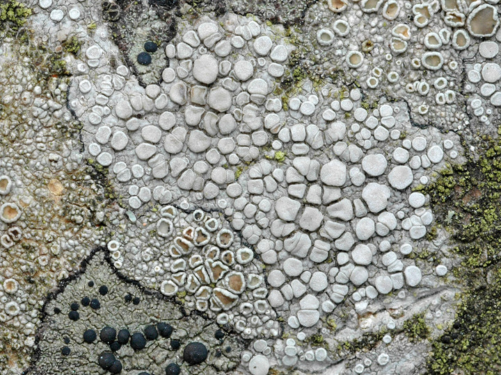 Lecanora carpinea